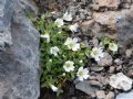 Cerastium uniflorum